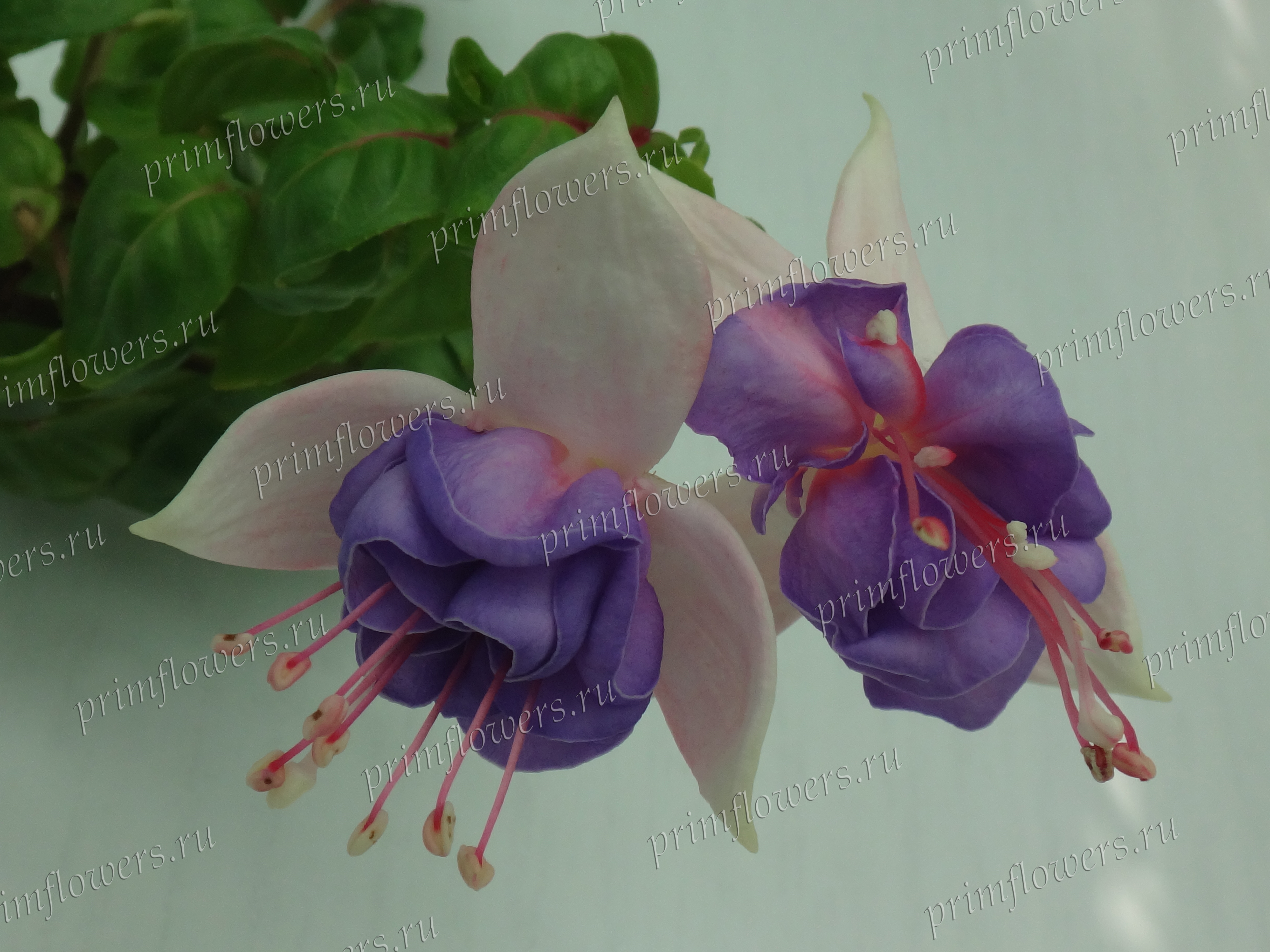 Фуксия Harriett (Mrs. C.S. Field (Soo Yun’s Fuchsia Garden), USA, 1971)