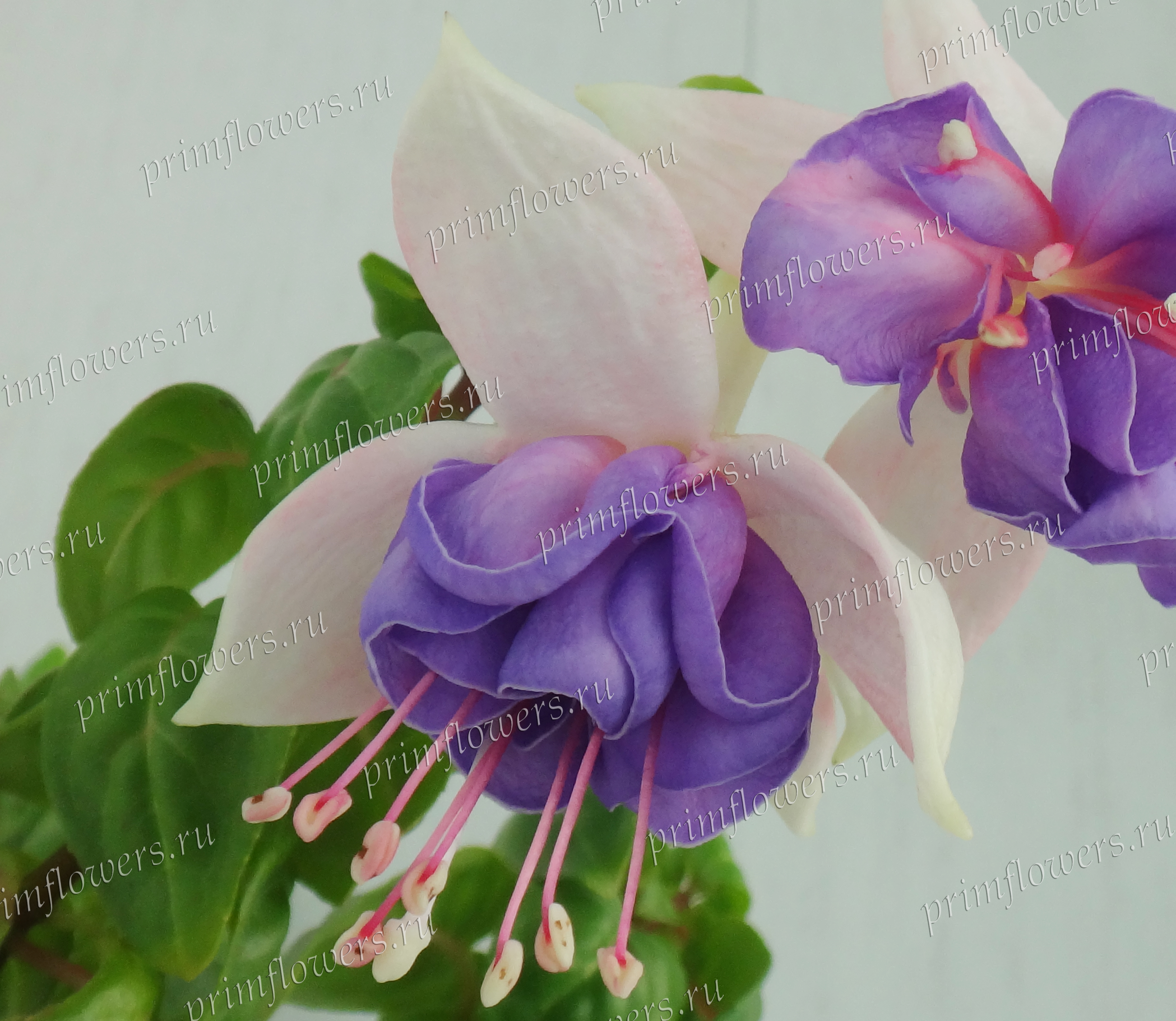 Фуксия Harriett (Mrs. C.S. Field (Soo Yun’s Fuchsia Garden), USA, 1971)