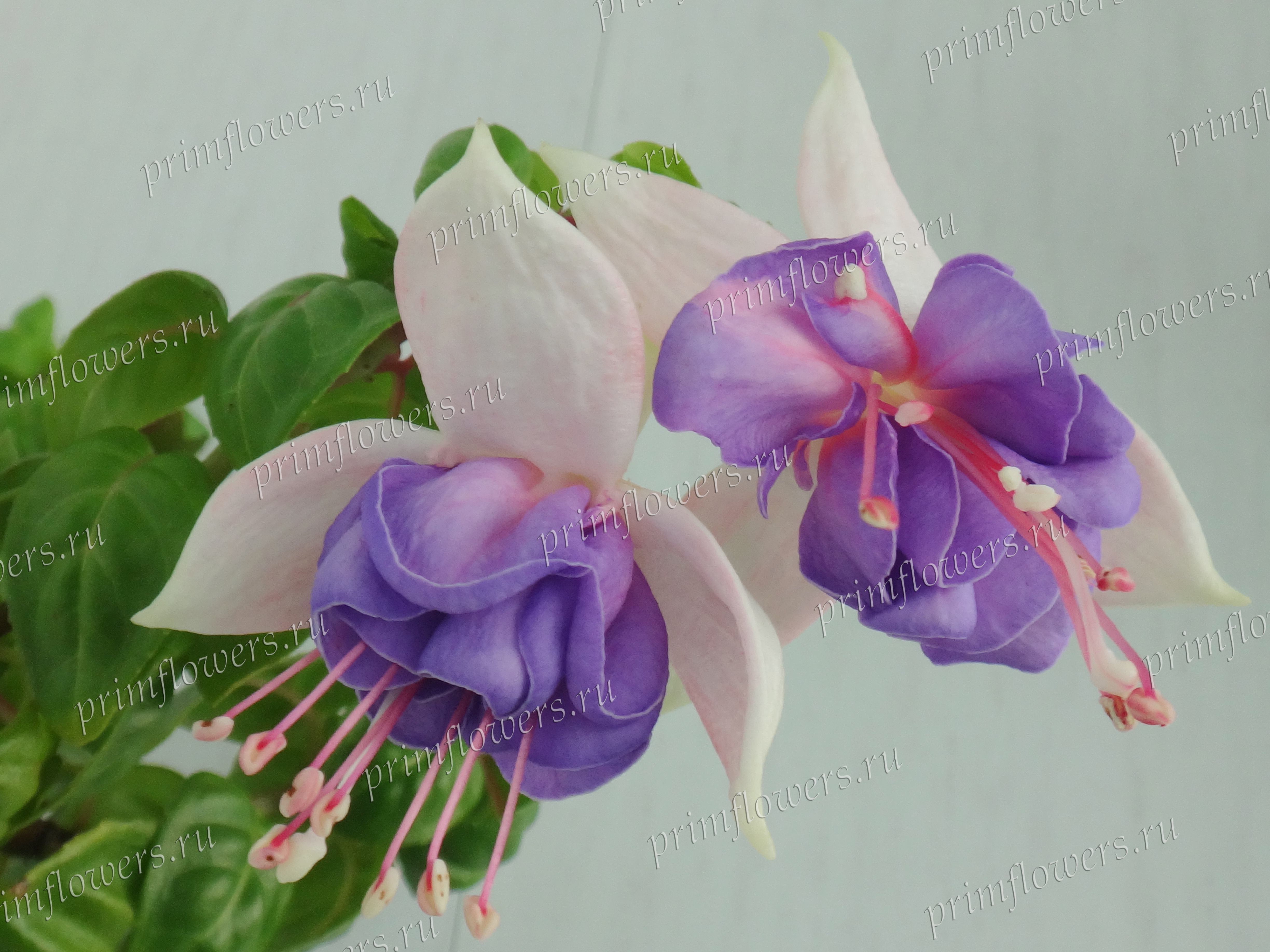 Фуксия Harriett (Mrs. C.S. Field (Soo Yun’s Fuchsia Garden), USA, 1971)